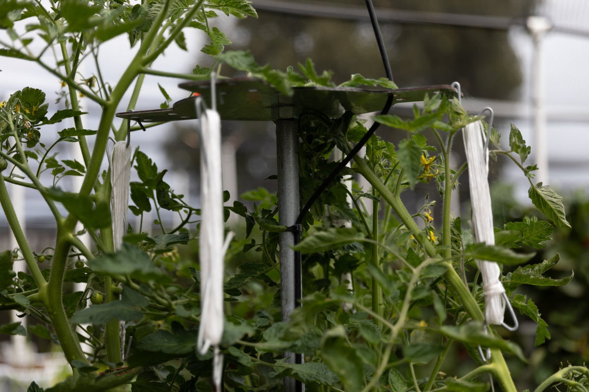 Vertical Tomato Tower Kit Verti Gro Australia