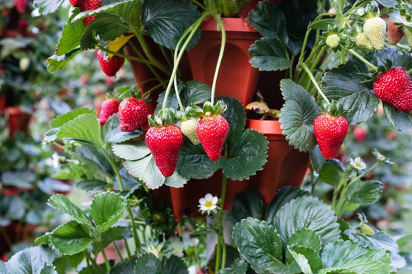 How to Grow Strawberries