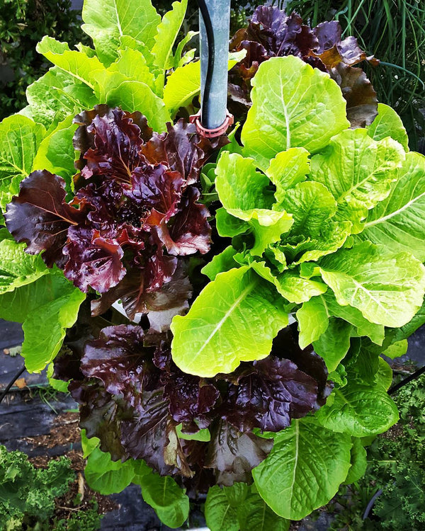 How to Grow Lettuce