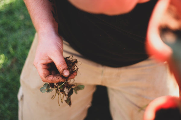 Benefits of growing your own produce