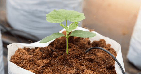 Hydroponics 101