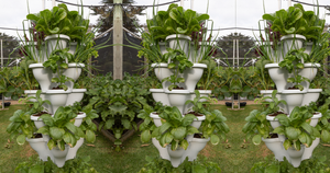 Vertical Farming Simplified: Growing Your Greens with 5-Tier Gardens