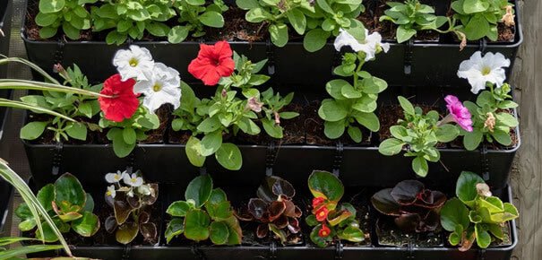 A Wall Garden