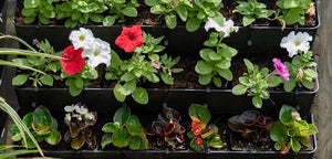 A Wall Garden
