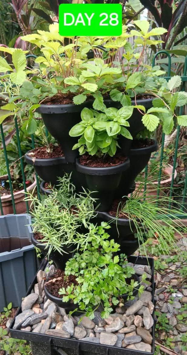 Solar Eco Farm 5 Tier Extra Large  47.5cm Planters