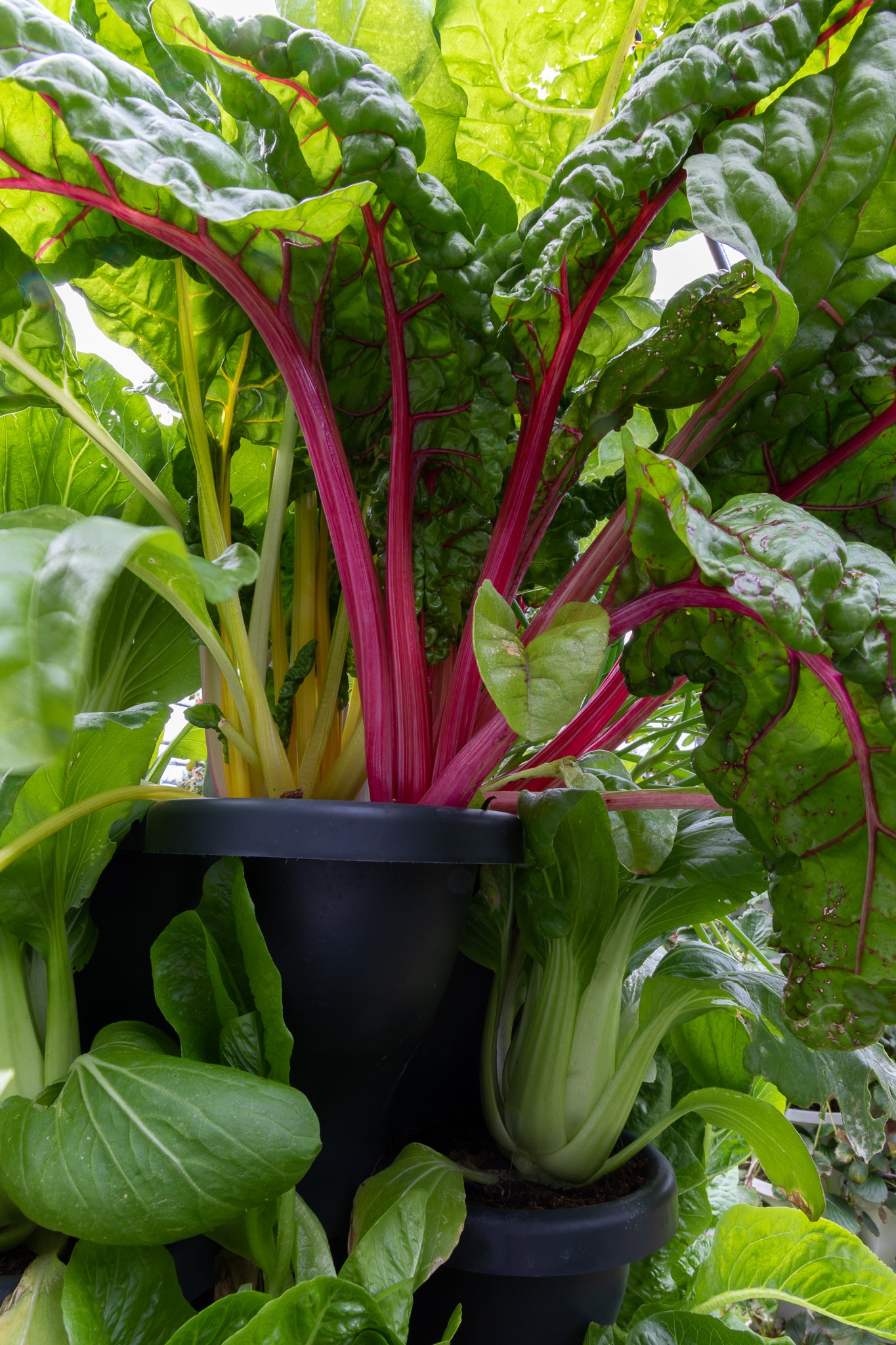 5 Tier Large Verandah Planter Garden Kit (Inc Coir, Nutrient and Bardee Superfly Organic Fertiliser)
