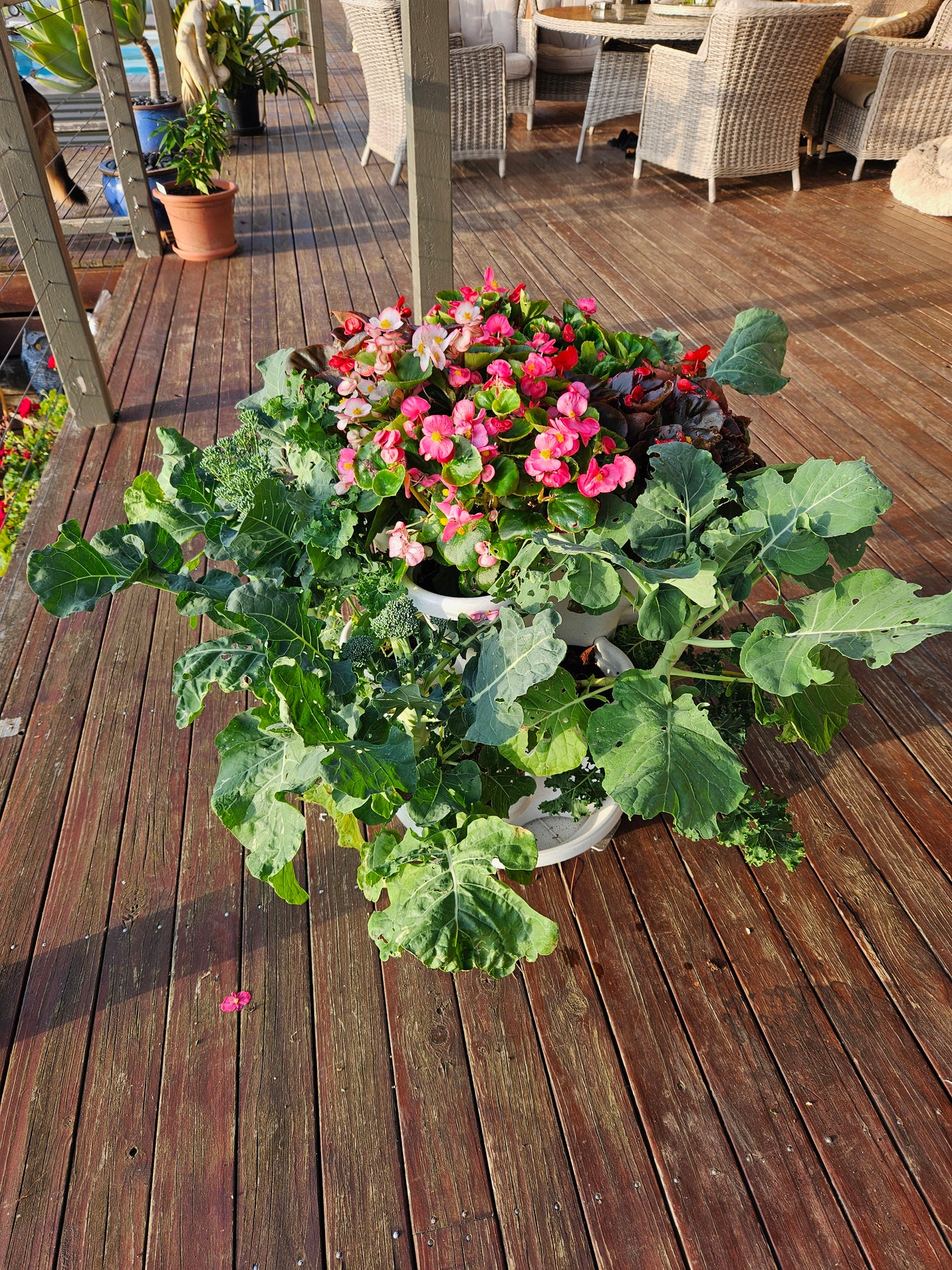 5 Tier Extra Large Verandah Planter BLACK FRIDAY SPECIAL NOW ON SAVE $10