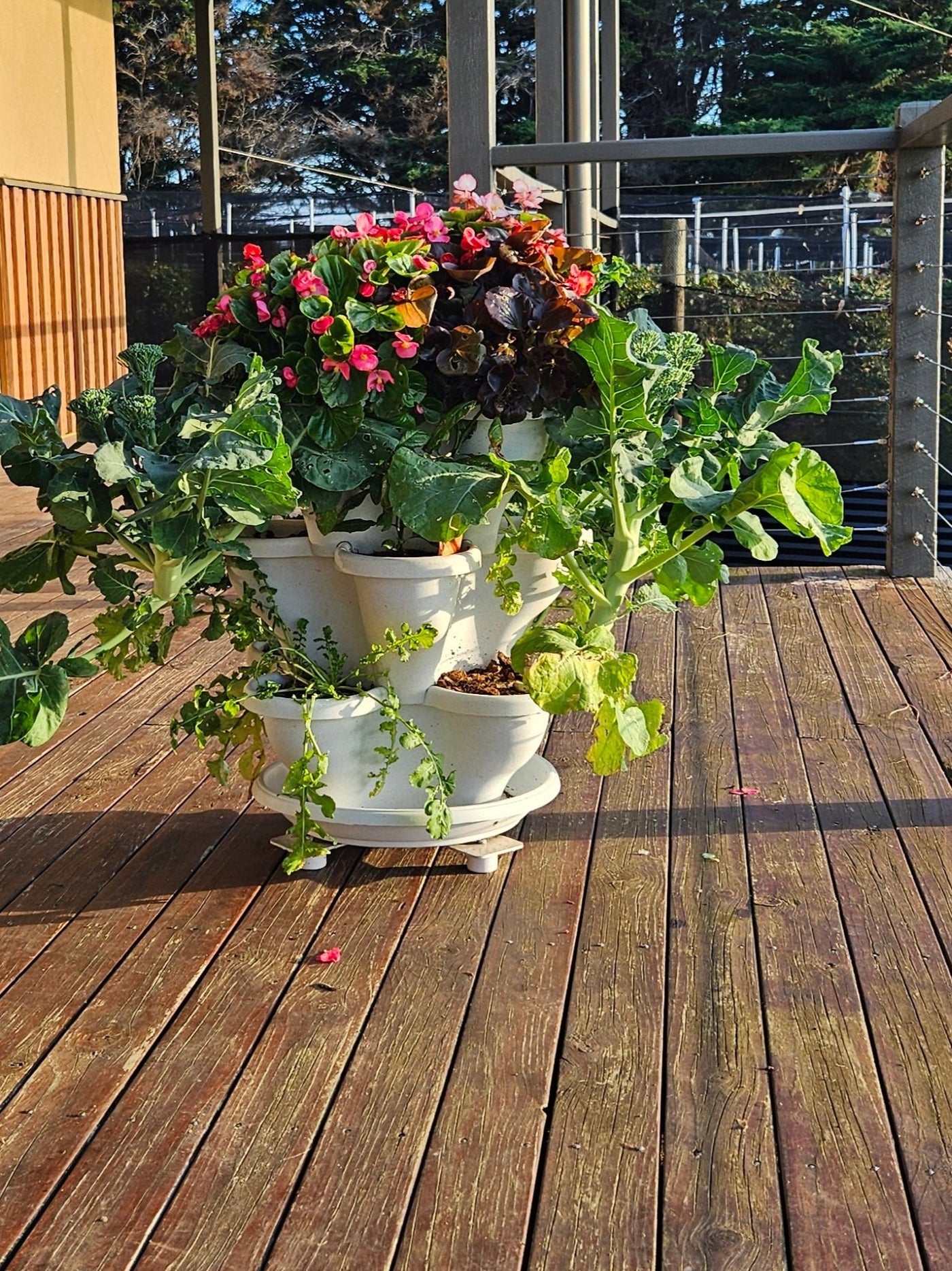 5 Tier Extra Large Verandah Planter BLACK FRIDAY SPECIAL NOW ON SAVE $10