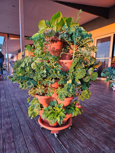 3 Tier Extra Large Verandah Planter