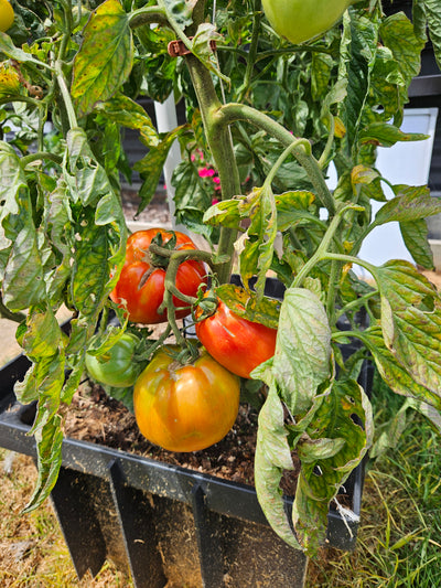 Vertical Tomato Tower Garden