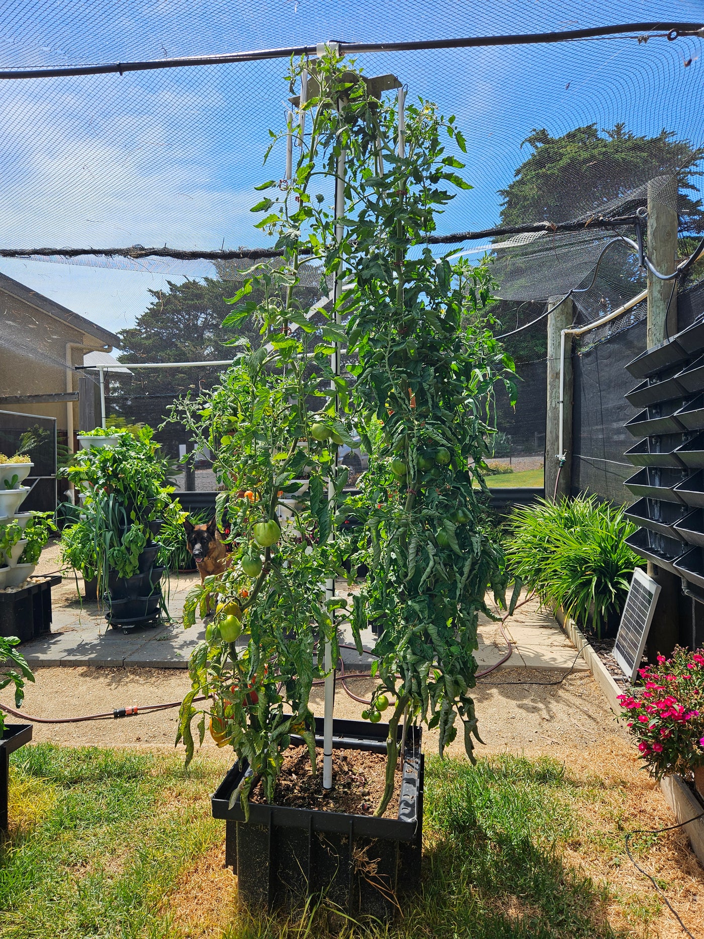 Vertical Tomato Tower Garden