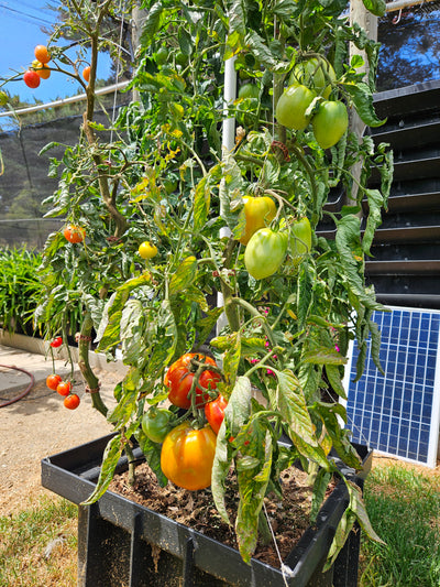 Vertical Tomato Tower Garden