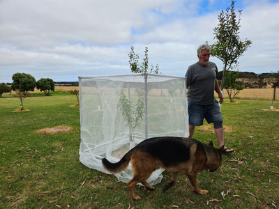 Tree Net Frame 1.2m x 1.2m x 1.2m with Fitted insect net and Full Base Fame