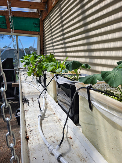 Complete Dutch Bucket Kit Complete 10 PACK