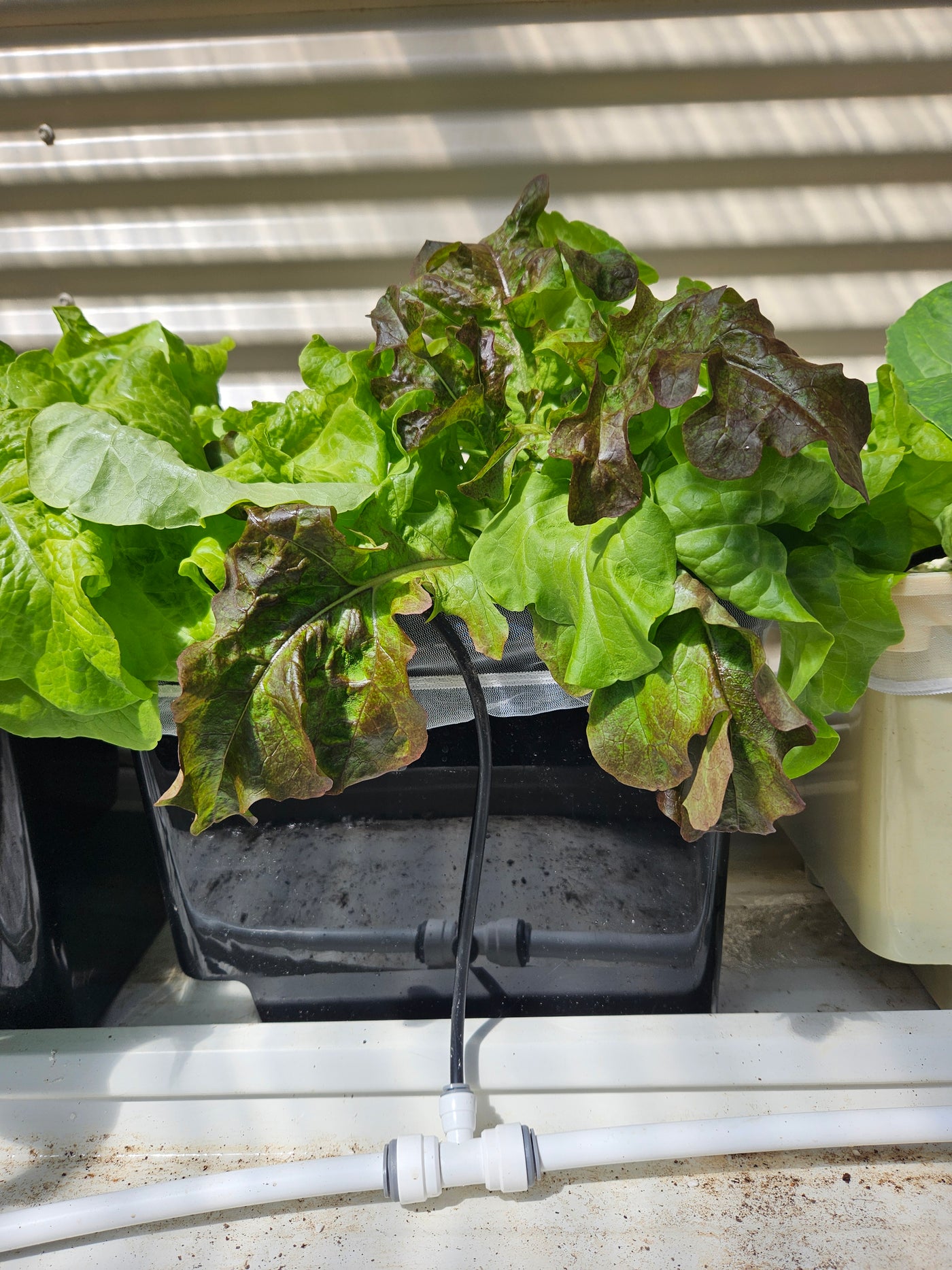 Complete Dutch Bucket Kit Complete 10 PACK