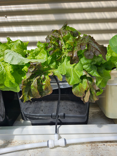 Complete Dutch Bucket Kit Complete 10 PACK