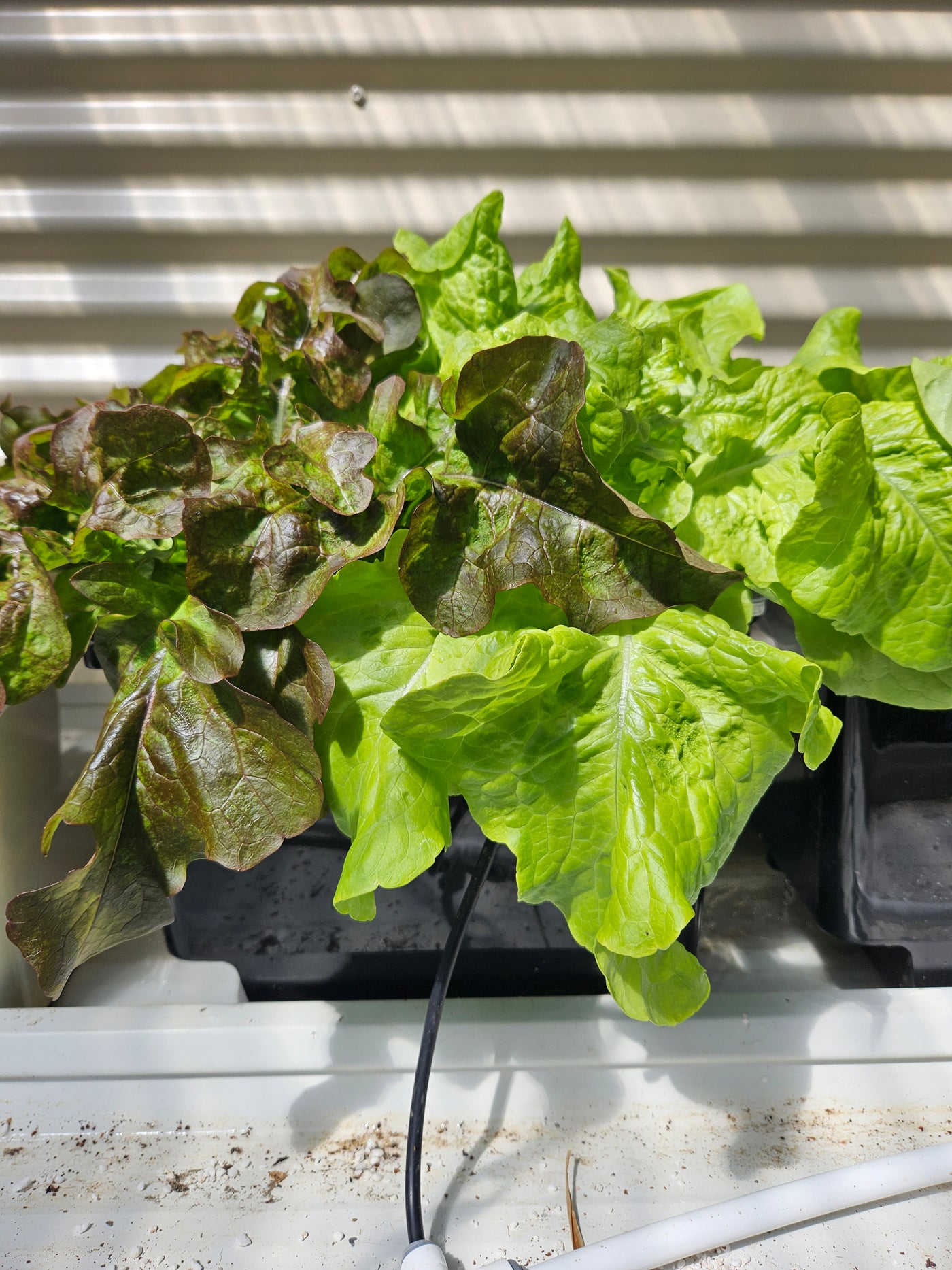 Complete Dutch Bucket Kit Complete 10 PACK