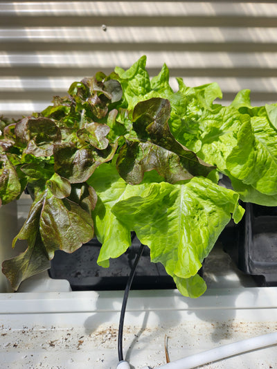 Complete Dutch Bucket Kit Complete 10 PACK