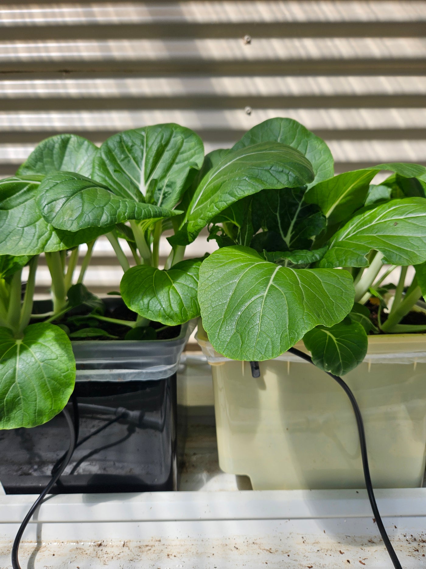 Complete Dutch Bucket Kit Complete 10 PACK