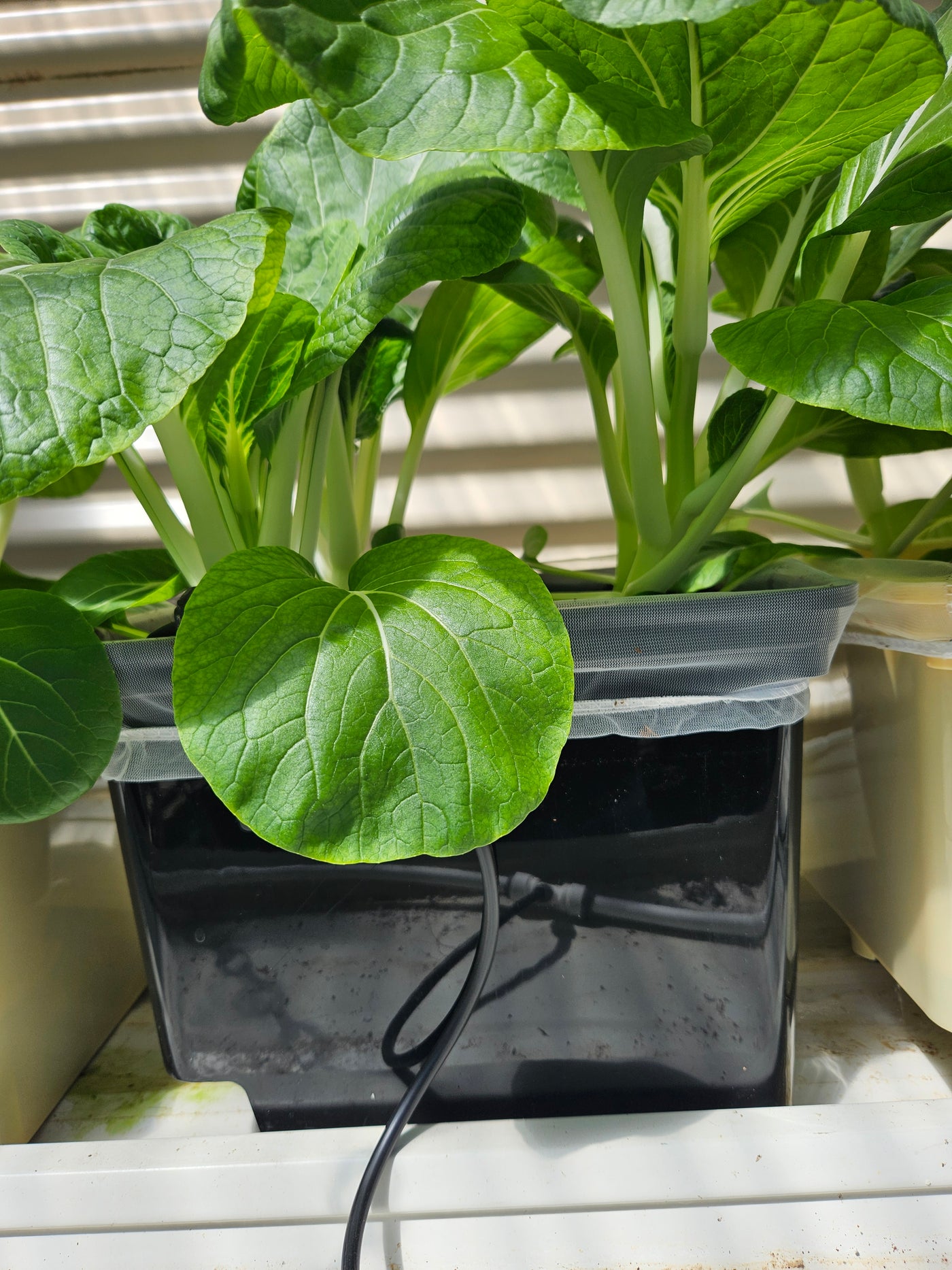 Complete Dutch Bucket Kit Complete 10 PACK