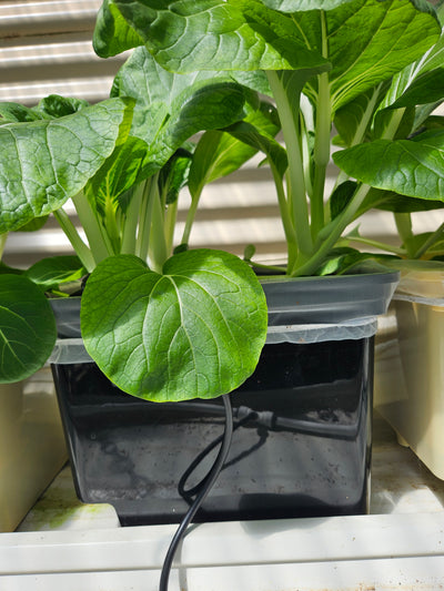 Complete Dutch Bucket Kit Complete 10 PACK