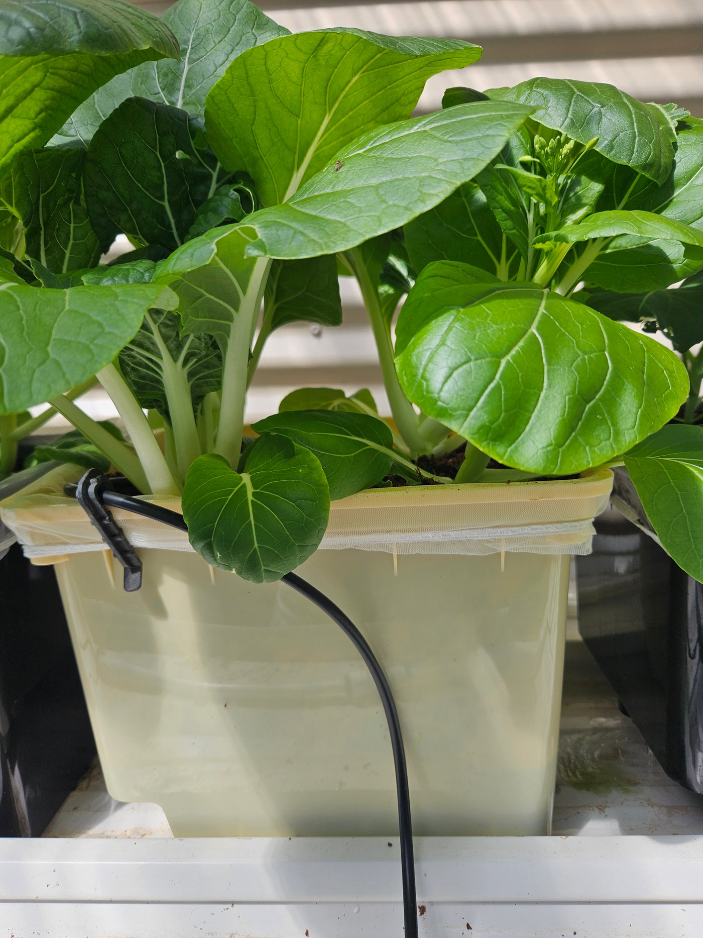 Complete Dutch Bucket Kit Complete 10 PACK