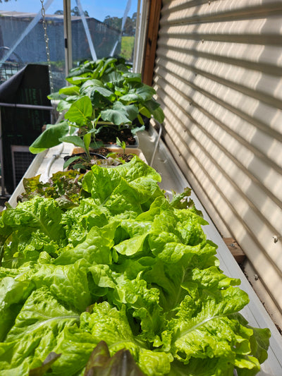 Complete Dutch Bucket Kit Complete 10 PACK