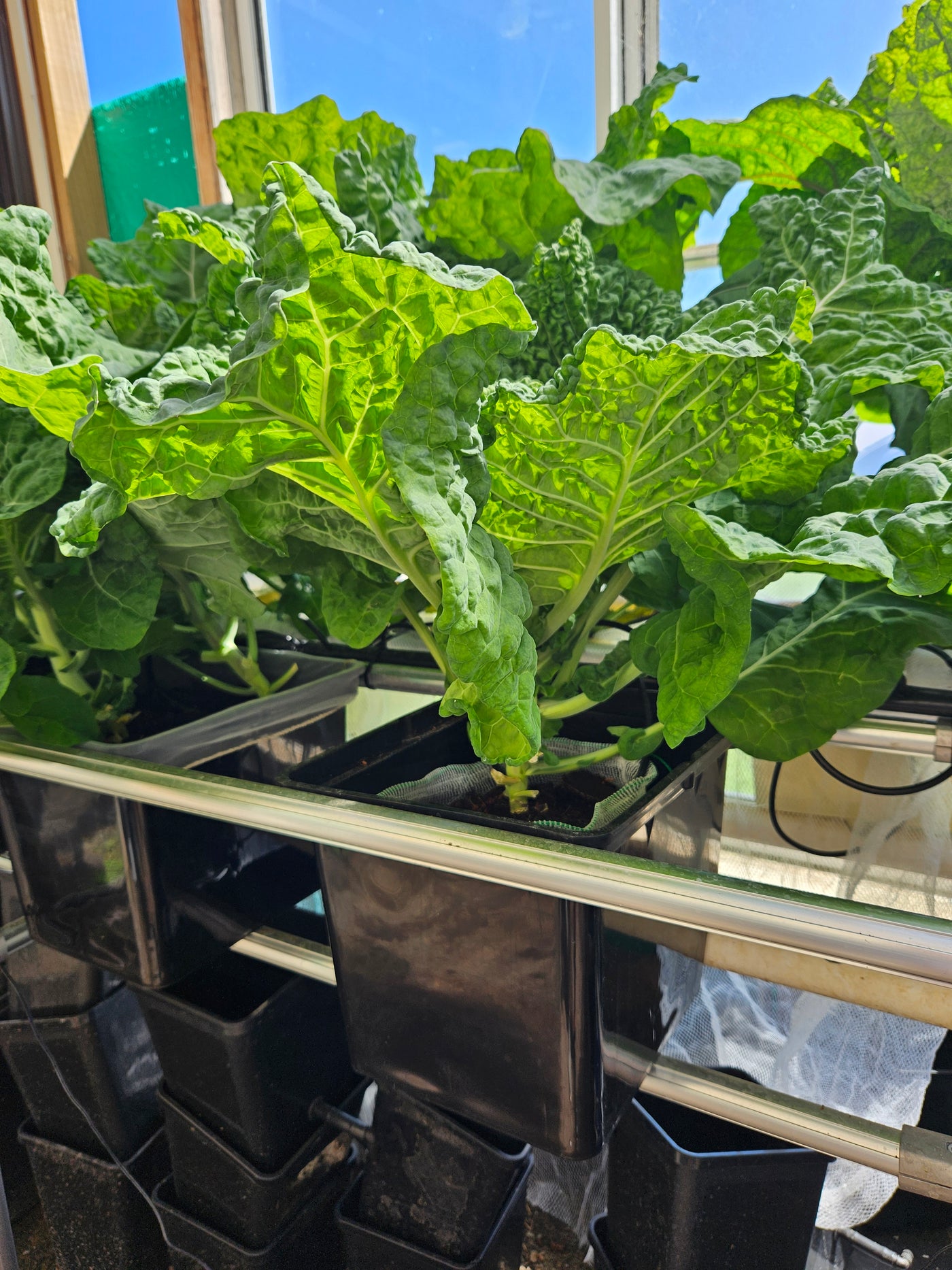 Complete Dutch Bucket Kit Complete 10 PACK