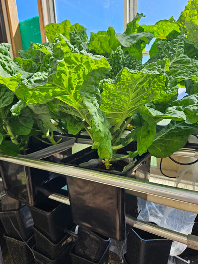 Complete Dutch Bucket Kit Complete 10 PACK