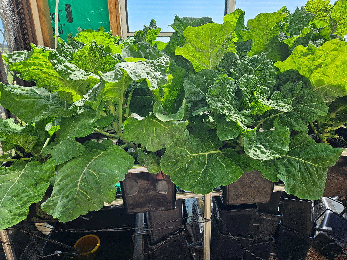 Complete Dutch Bucket Kit Complete 10 PACK