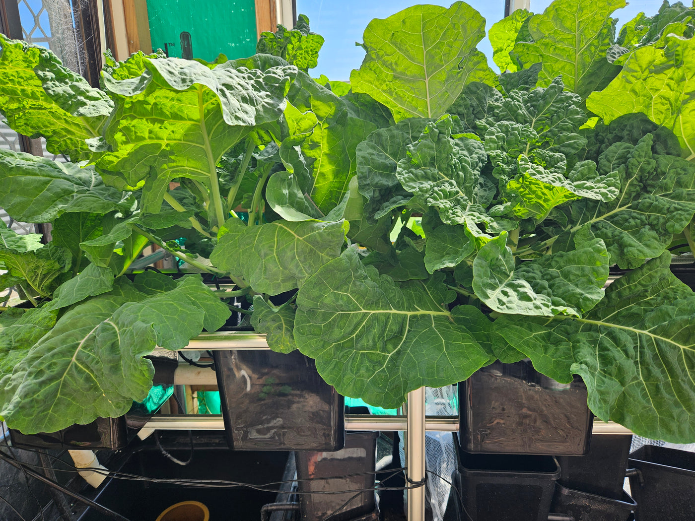 Complete Dutch Bucket Kit Complete 10 PACK