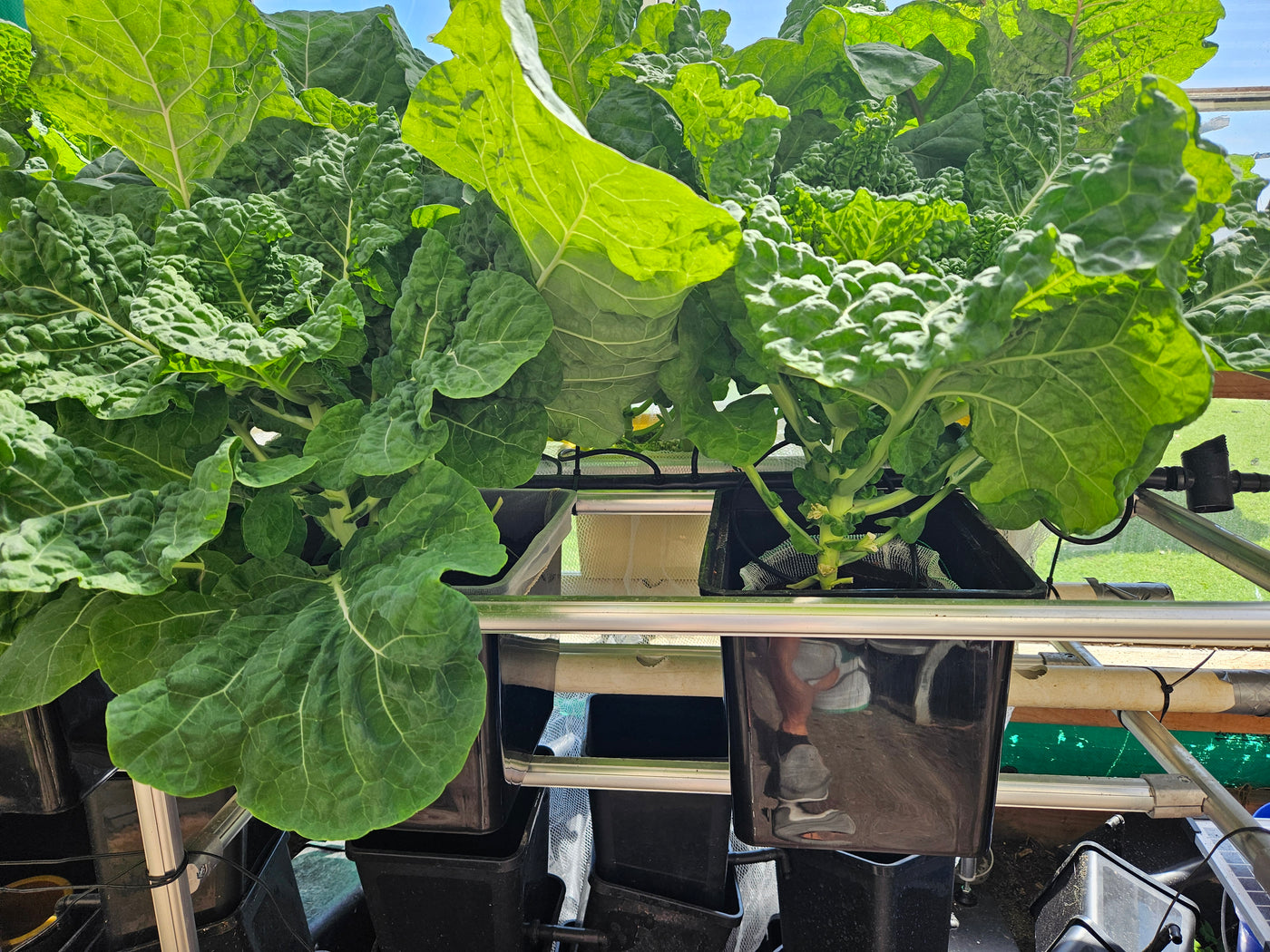 Complete Dutch Bucket Kit Complete 10 PACK