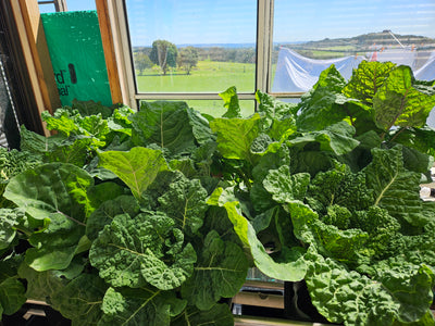 Complete Dutch Bucket Kit Complete 10 PACK