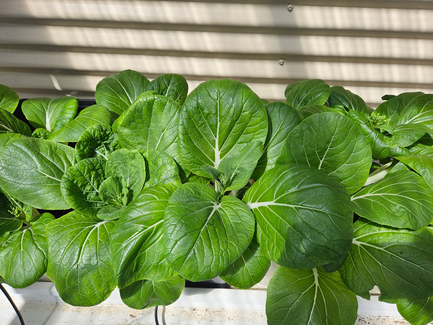 Complete Dutch Bucket Kit Complete 10 PACK