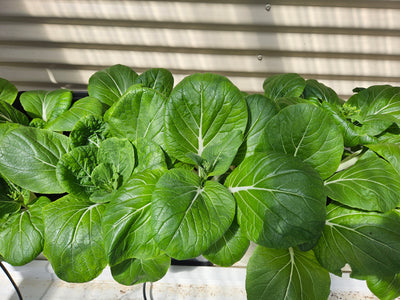 Complete Dutch Bucket Kit Complete 10 PACK