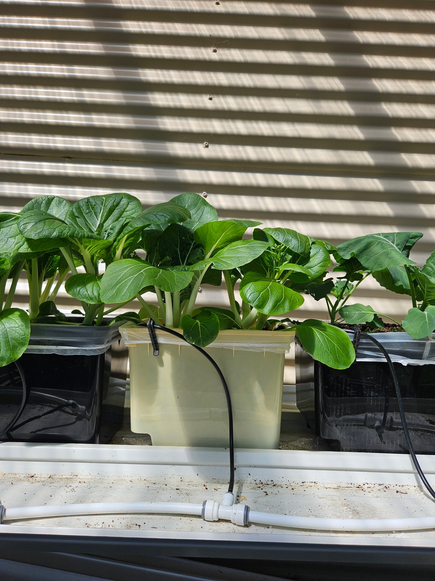 Complete Dutch Bucket Kit Complete 10 PACK