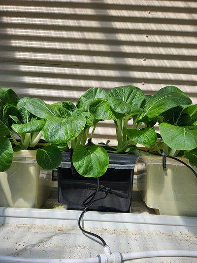 Complete Dutch Bucket Kit Complete 10 PACK