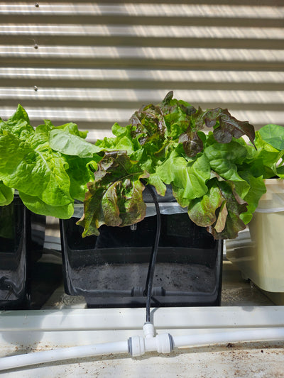 Complete Dutch Bucket Kit Complete 10 PACK