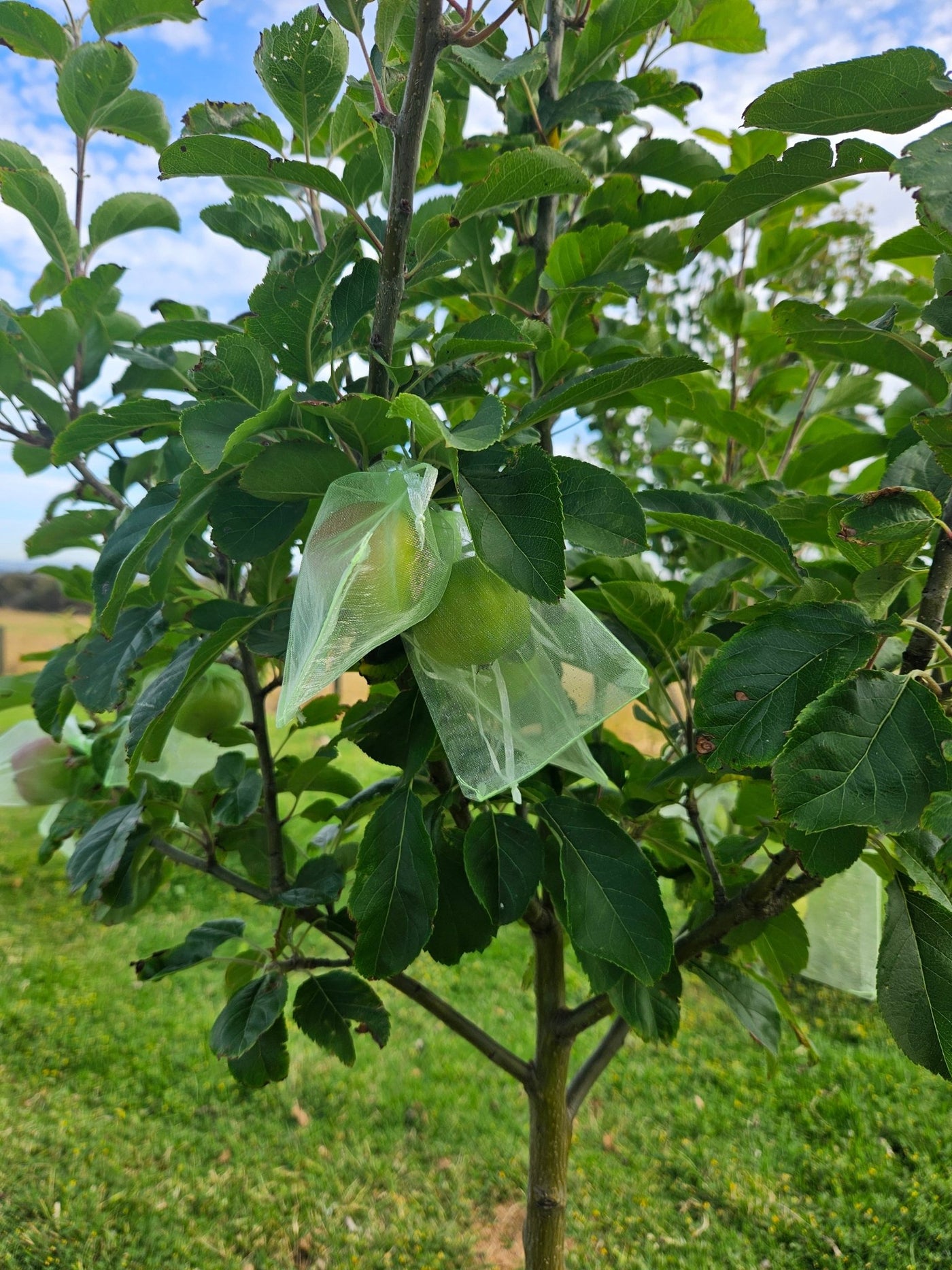Fruit Protection Bags Mixed Sizes 40 Bags in total (9cm x 12) (10cm x ...