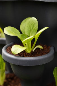5 Tier Large Verandah Planter Garden Kit (Inc Coir, Nutrient and Bardee Superfly Organic Fertiliser)