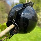 Grafting Root Ball