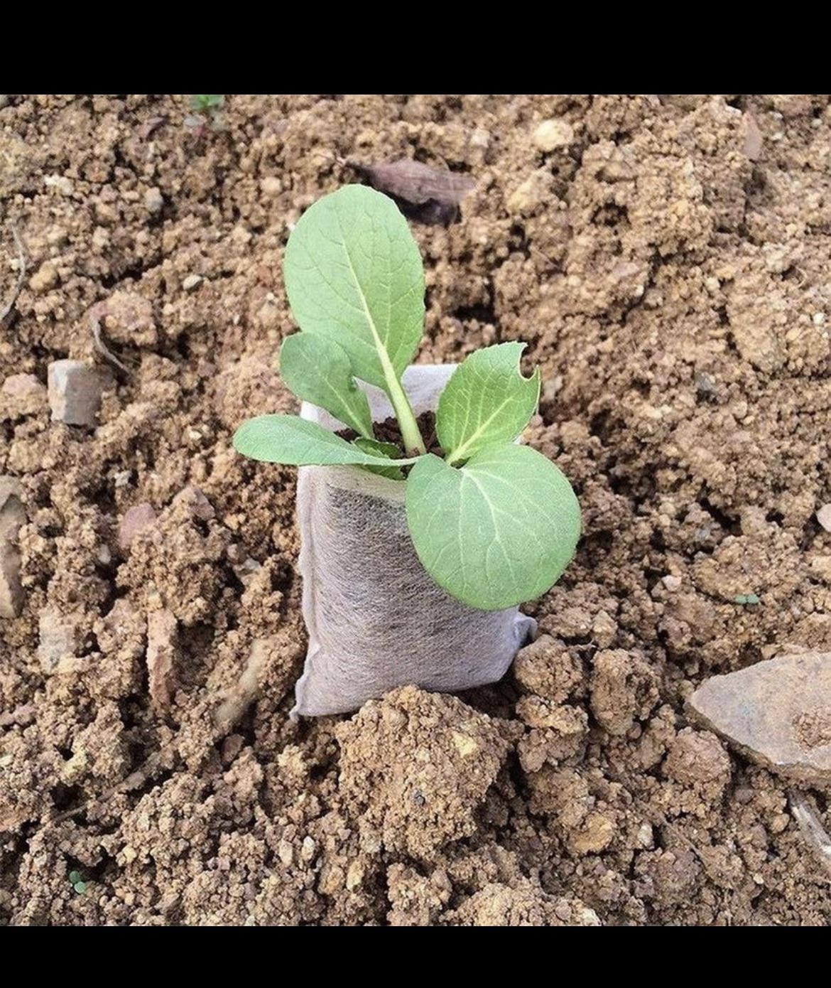 Planting Bags (Non Woven Biodegradeable) 100 Pack