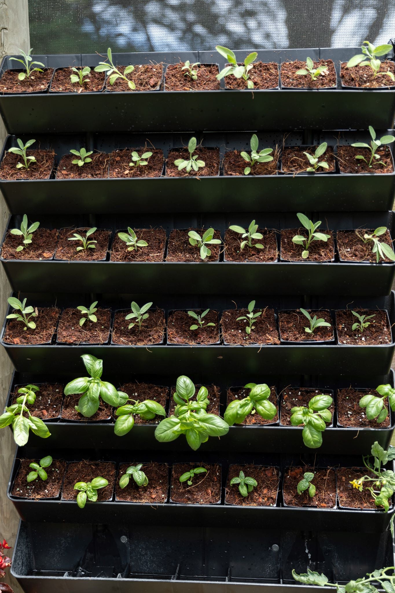 Wall Garden