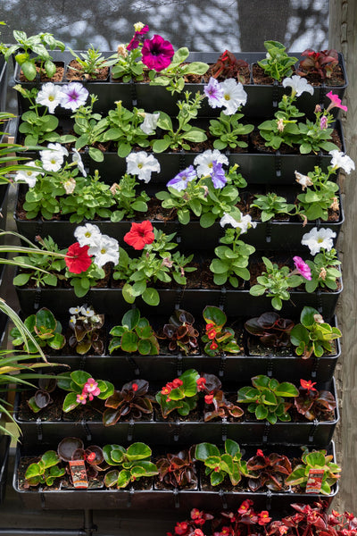 Wall Garden