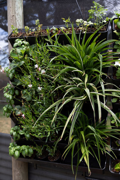 Wall Garden